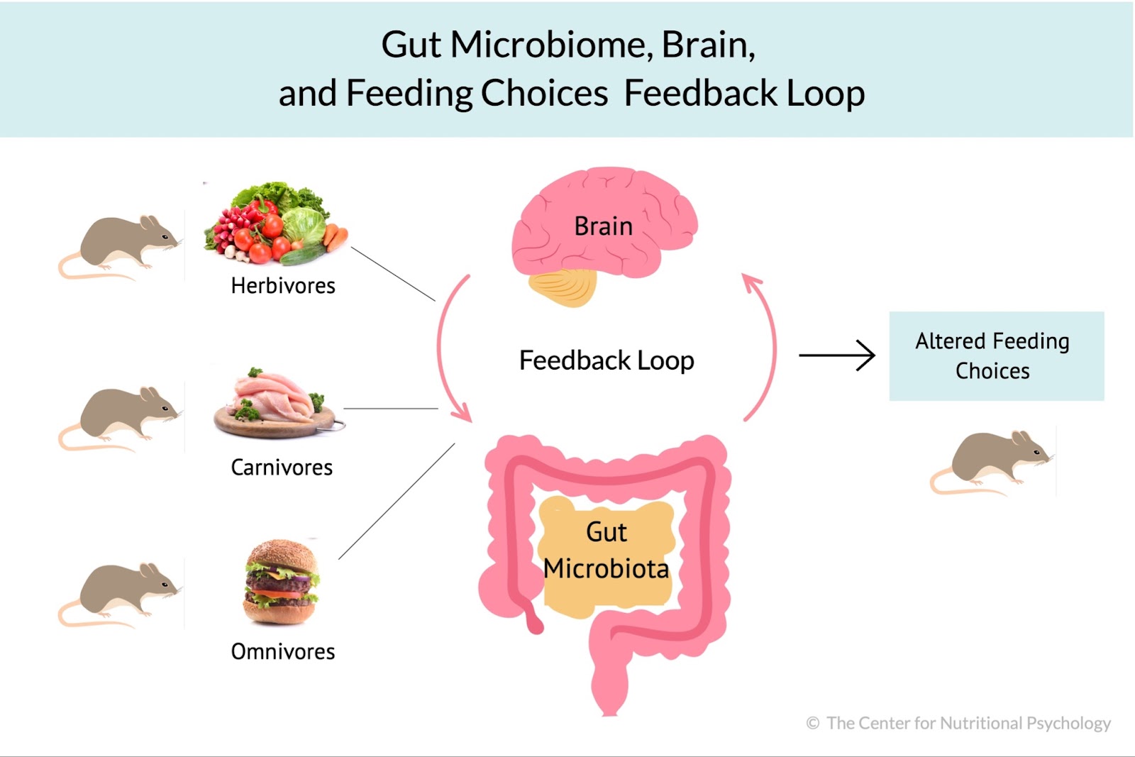 %learn about nutrition mental health %The Center for Nutritional Psychology