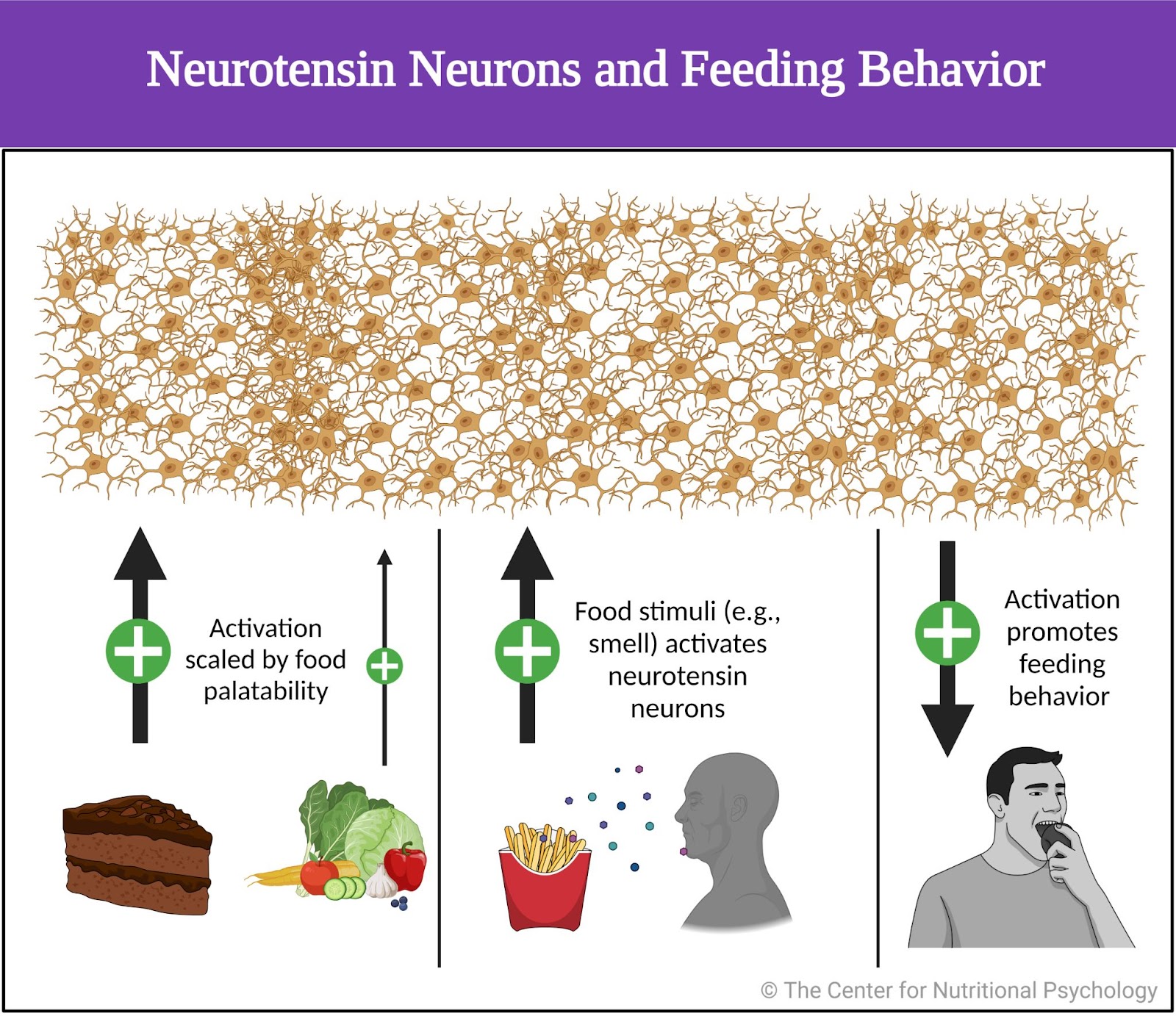 %learn about nutrition mental health %The Center for Nutritional Psychology