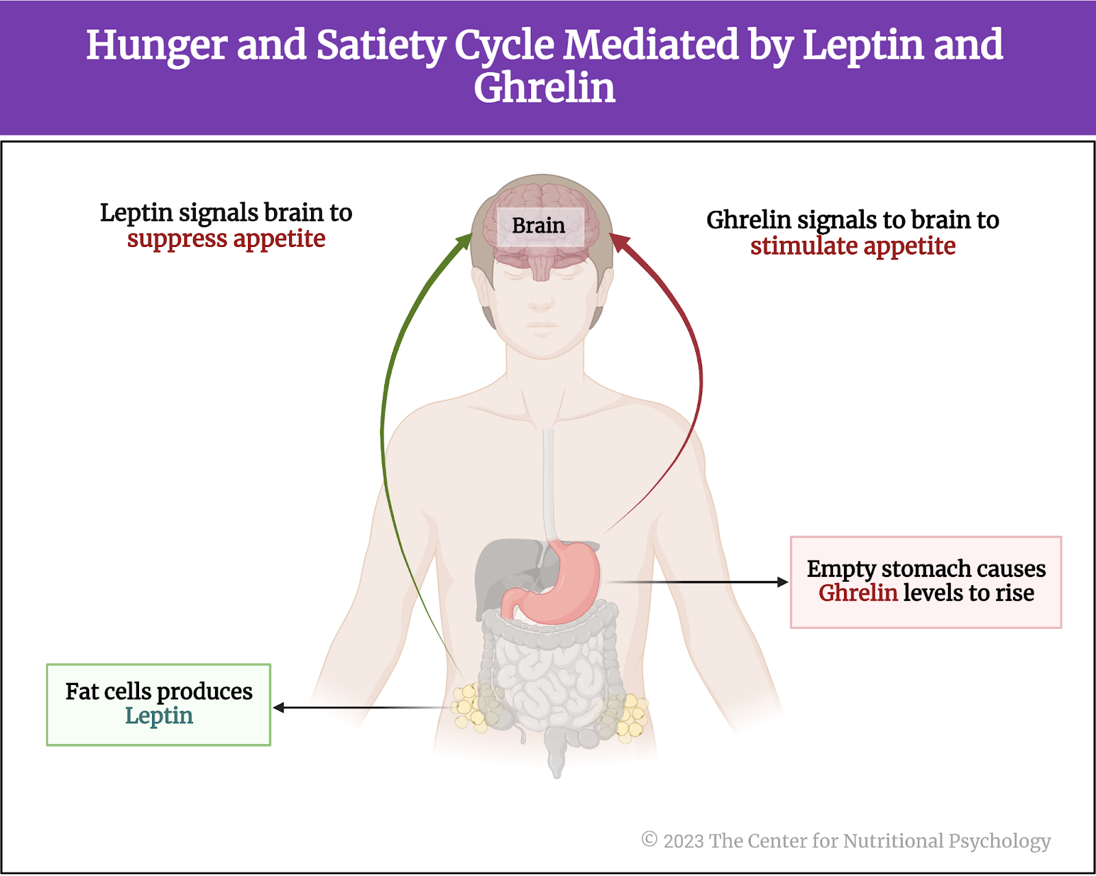 %learn about nutrition mental health %The Center for Nutritional Psychology