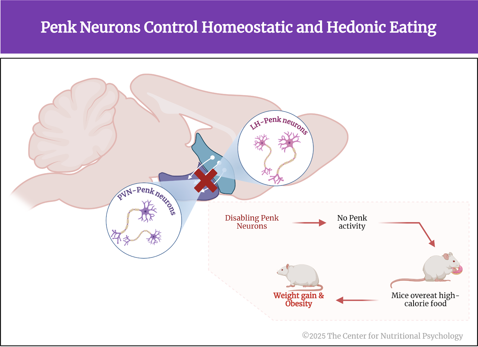 %learn about nutrition mental health %The Center for Nutritional Psychology
